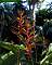 Heliconia