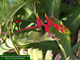 Heliconia rostrata