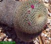 Mammillaria