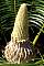 Microcycas calocoma