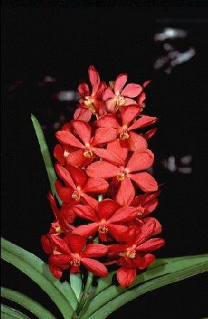 red orchid