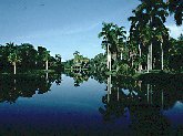 Lakes and meadows punctuated by palms