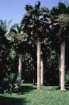 Regal Bailey palms, Copernicia baileyana, tower over the lawns below.