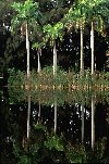 The Garden's collection of palms is renowned throughout the world.