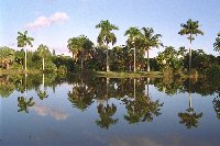 The 83 acres of Fairchild Tropical Garden offer tranquil beauty just a short distance from busy city centers.