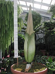 A.titanum  5-13-01