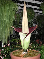 A.titanum 5-14-01