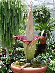 A.titanum 5-15-01