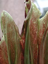 spathe detail ,6-27-01, 6 pm