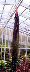 Amorphophallus gigas 5/23/99