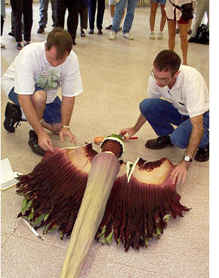 Craig M. Allen and Dr. Scott Zona open inflorescence