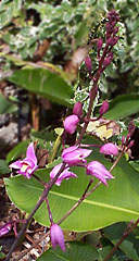 Bletia purpurea