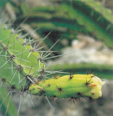 Leptocereus quadricostatus