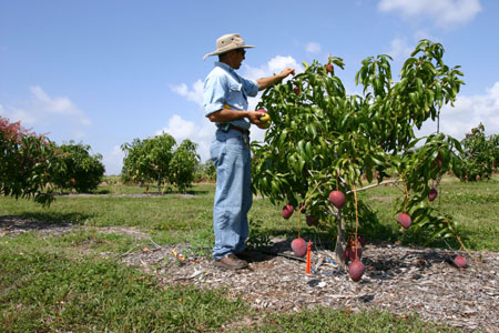 Dr. Richard J. Campbell and Fairchild's Mango Collection