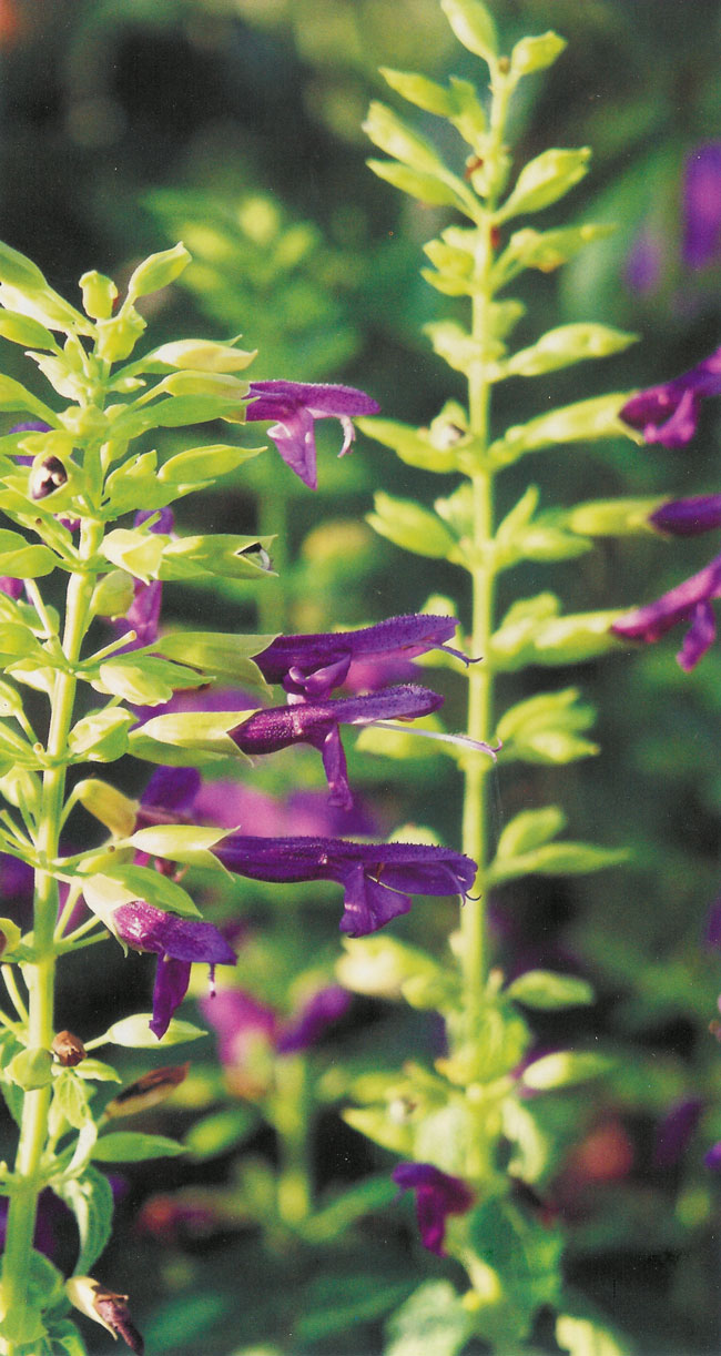 Salvia mexicana Limelight