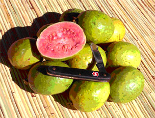 Guava, Psidium guajava