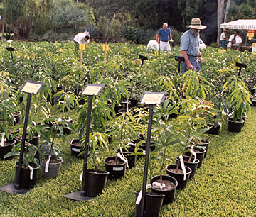 small mango trees