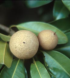 Sapodilla