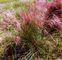 Muhlenbergia capillaris