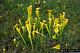 Sarracenia flava