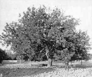 Carob